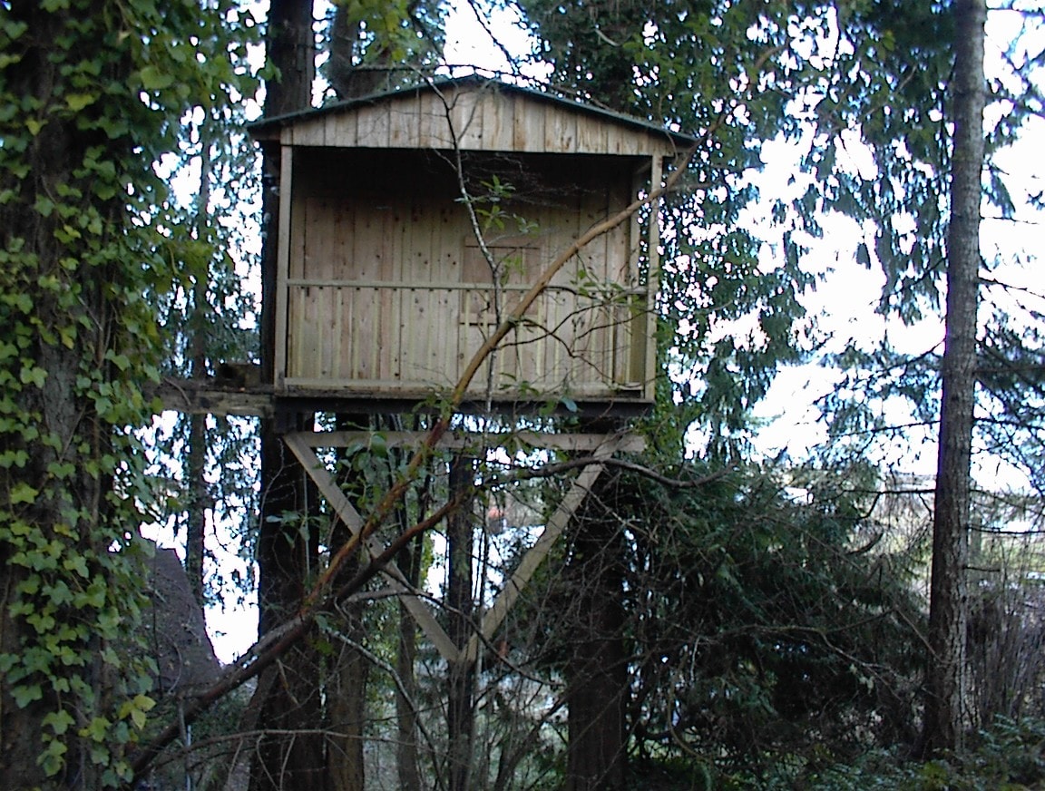 Wooden treehouse perched high in tall evergreen trees surrounded by ivy